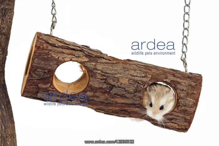  : Roborovski Hamster