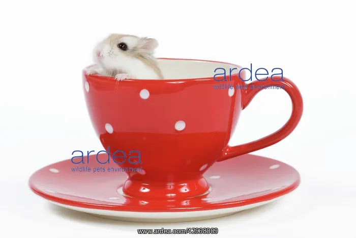  : Roborovski Hamster - in tea cup