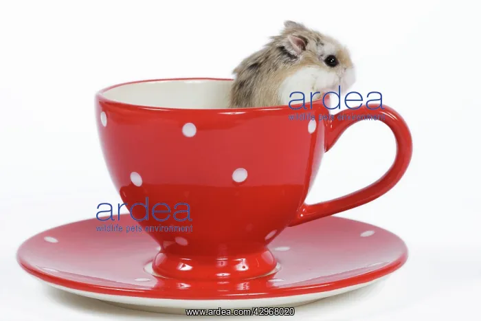  : Roborovski Hamster - in tea cup