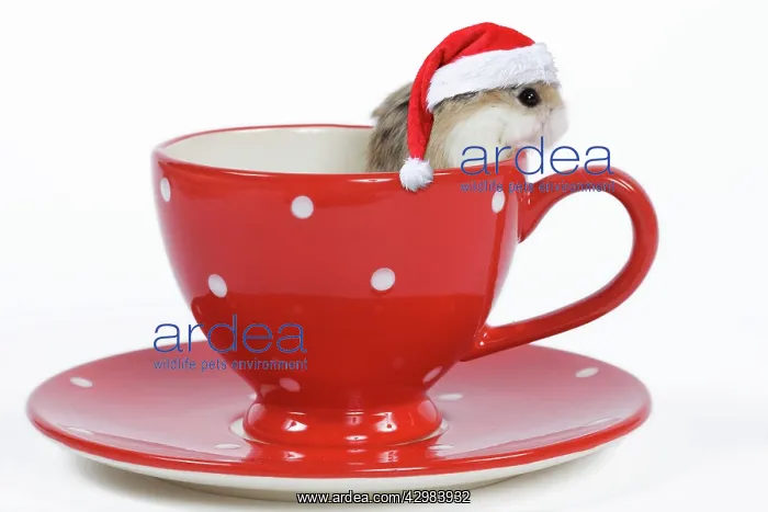 : Roborovski Hamster - in tea cup wearing a red Christmas hat : Roborovski Hamster - in tea cup wearing a red Christmas hat