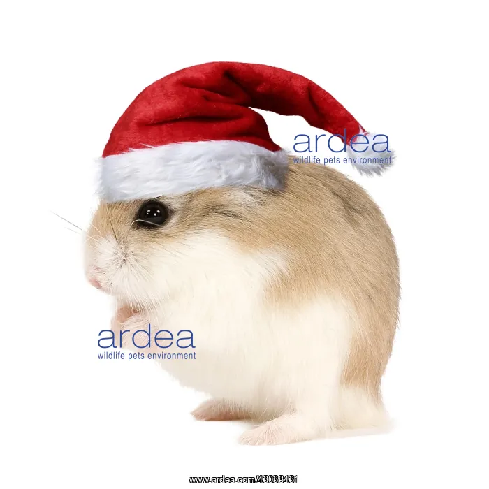 : Roborovski Hamster wearing Christmas hat. Digital : Roborovski Hamster wearing Christmas hat. Digital