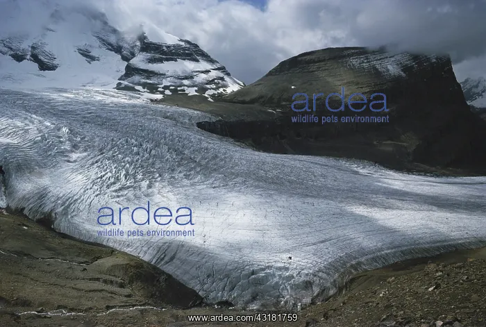 : Robson Glacier : Robson Glacier