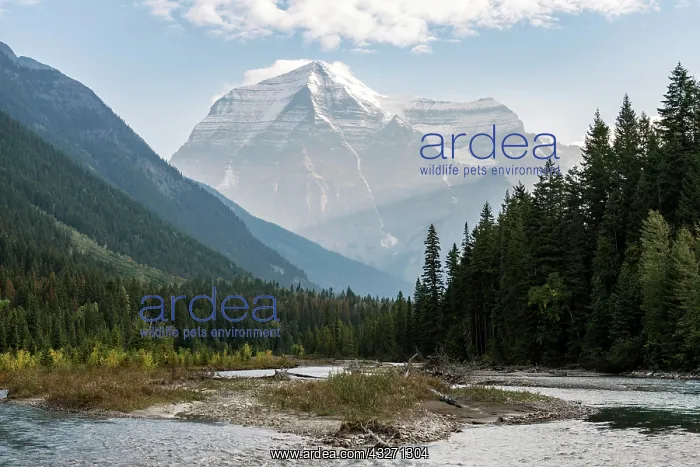 : Robson River, snow covered mountains in the back : Robson River, snow covered mountains in the back