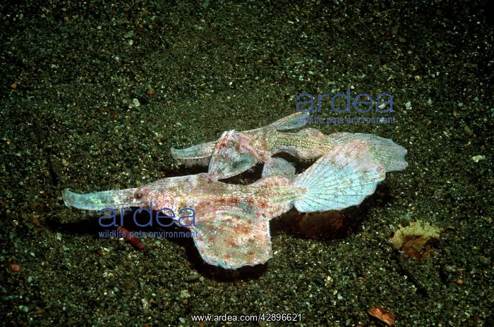 : Robust Ghost Pipefish - A mated pair pretending : Robust Ghost Pipefish - A mated pair pretending