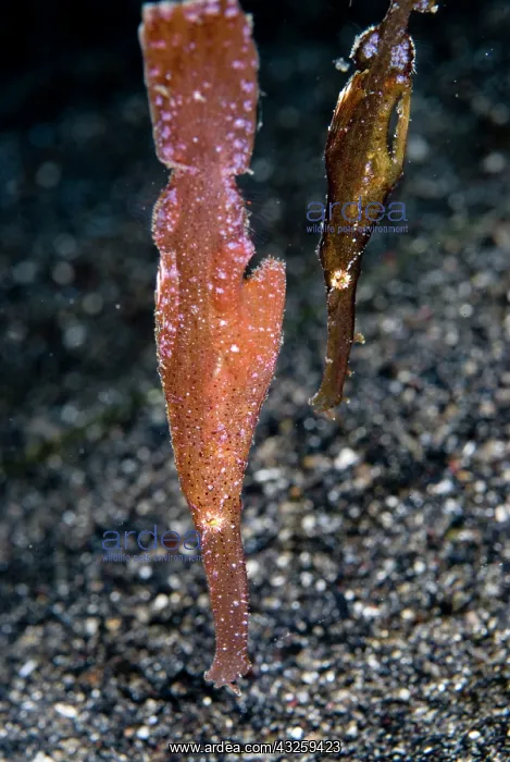 : Robust Ghost Pipefish pair : Robust Ghost Pipefish pair