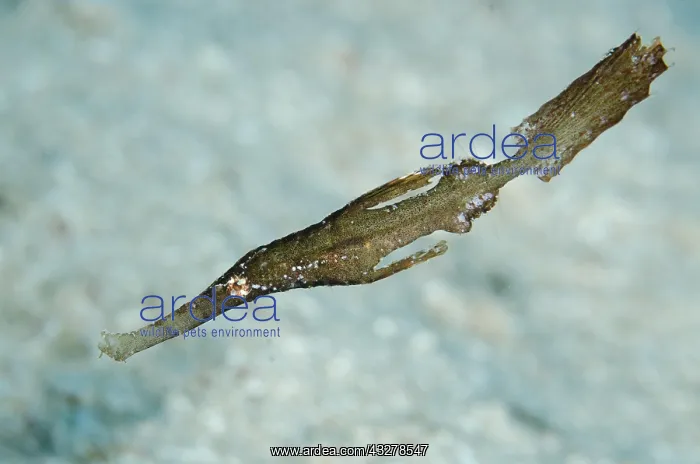 : Robust Ghost Pipefish (Solenostomus cyanopterus) : Robust Ghost Pipefish (Solenostomus cyanopterus)