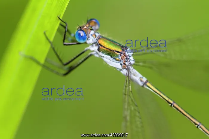 : Robust Spreadwing : Robust Spreadwing
