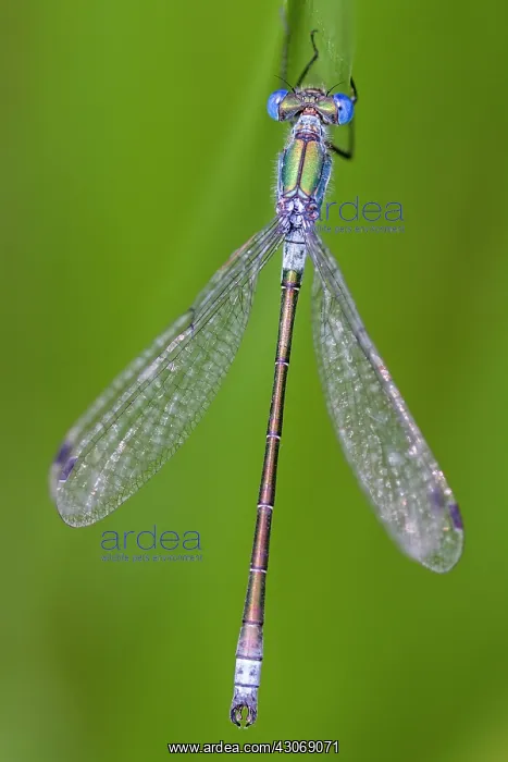 : Robust Spreadwing : Robust Spreadwing