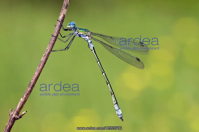 : Robust Spreadwing Damselfly - male : Robust Spreadwing Damselfly - male
