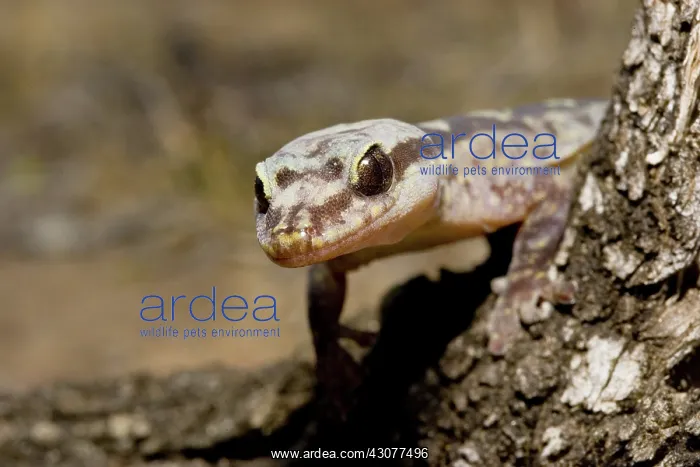 : Robust velvet gecko : Robust velvet gecko