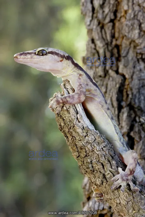  : Robust velvet gecko