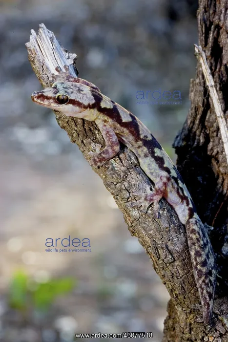 : Robust velvet gecko : Robust velvet gecko