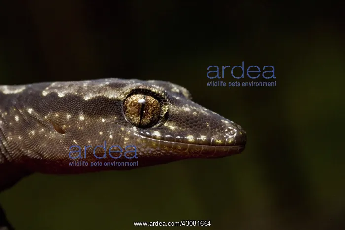  : Robust Velvet Gecko