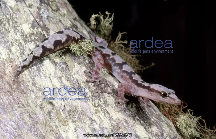 : Robust Velvet Gecko : Robust Velvet Gecko
