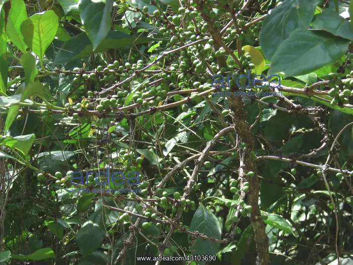 : Robusta Coffee plant : Robusta Coffee plant