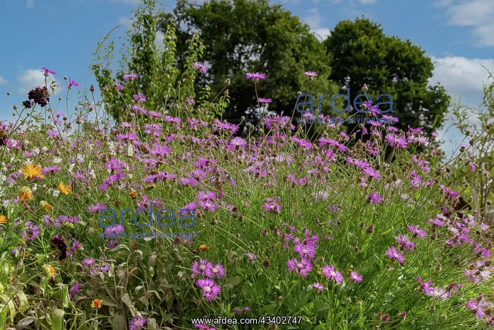 : ROCAMBOLE GARDENS : ROCAMBOLE GARDENS