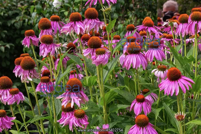 : ROCAMBOLE GARDENS : ROCAMBOLE GARDENS