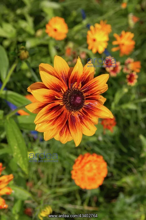 : ROCAMBOLE GARDENS : ROCAMBOLE GARDENS