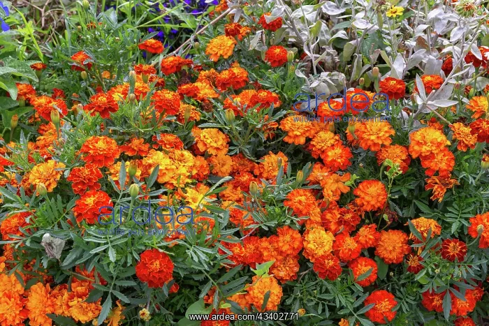 : ROCAMBOLE GARDENS : ROCAMBOLE GARDENS