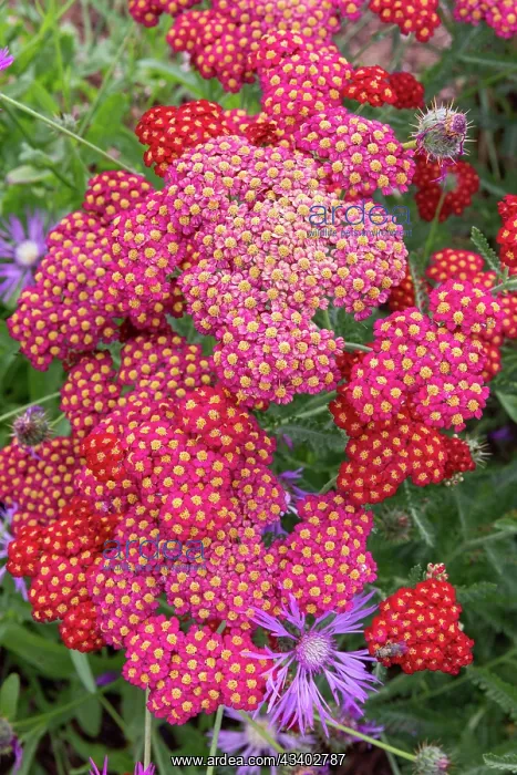 : ROCAMBOLE GARDENS : ROCAMBOLE GARDENS