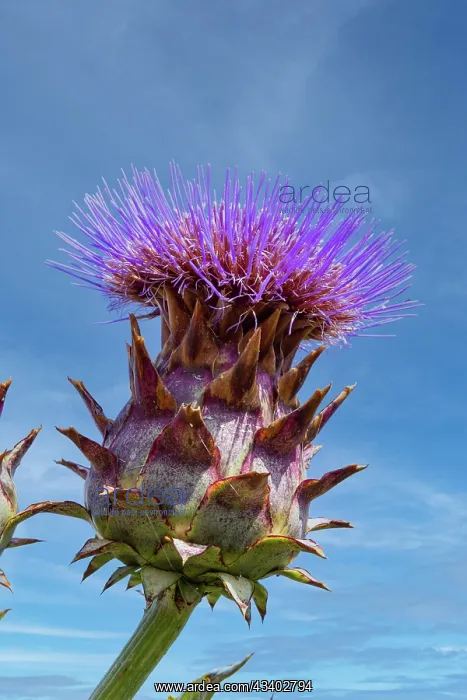 : ROCAMBOLE GARDENS : ROCAMBOLE GARDENS