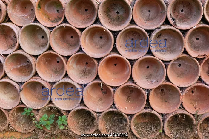 : ROCAMBOLE GARDENS : ROCAMBOLE GARDENS