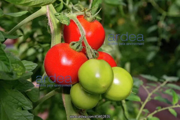: ROCAMBOLE GARDENS : ROCAMBOLE GARDENS