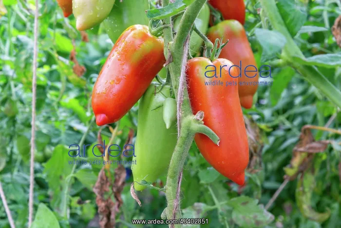 : ROCAMBOLE GARDENS : ROCAMBOLE GARDENS