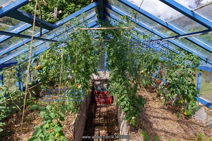: ROCAMBOLE GARDENS : ROCAMBOLE GARDENS