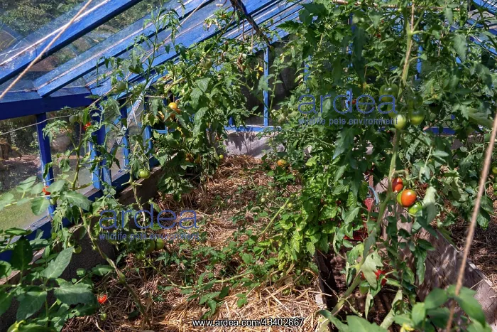 : ROCAMBOLE GARDENS : ROCAMBOLE GARDENS