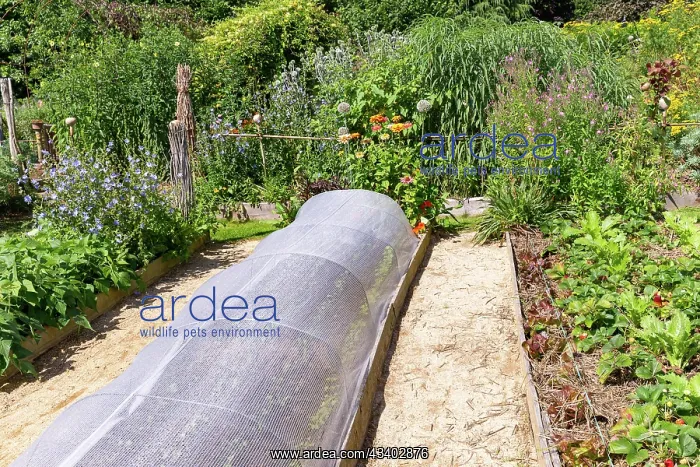 : ROCAMBOLE GARDENS : ROCAMBOLE GARDENS