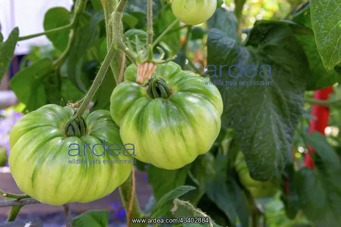 : ROCAMBOLE GARDENS : ROCAMBOLE GARDENS
