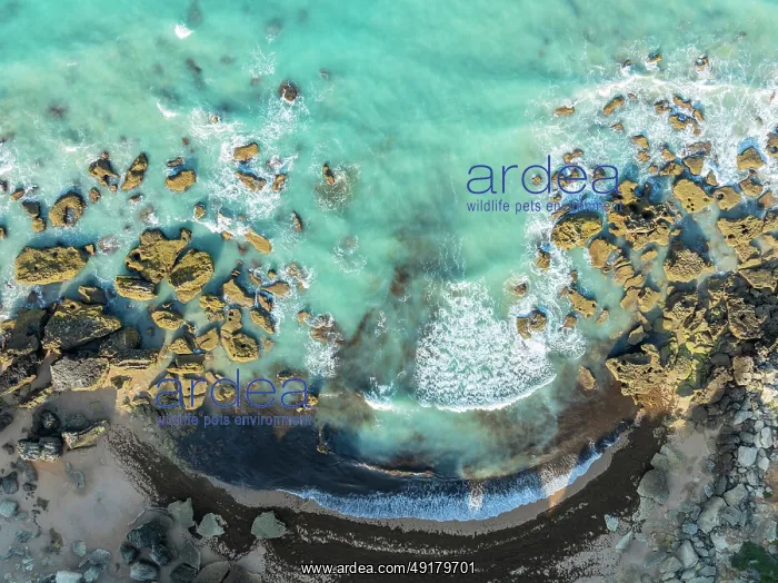 : The Roche coves at he Mediterranean Sea : The Roche coves at he Mediterranean Sea