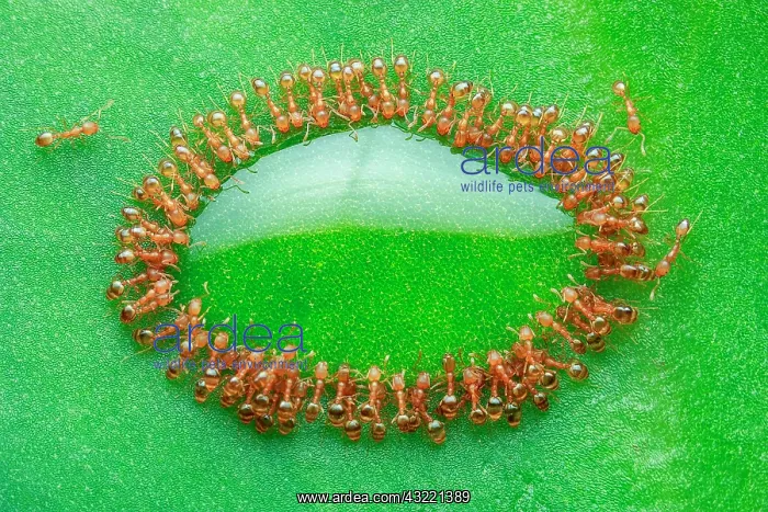 : Rock ants feasting on green leaf, piling on top : Rock ants feasting on green leaf, piling on top