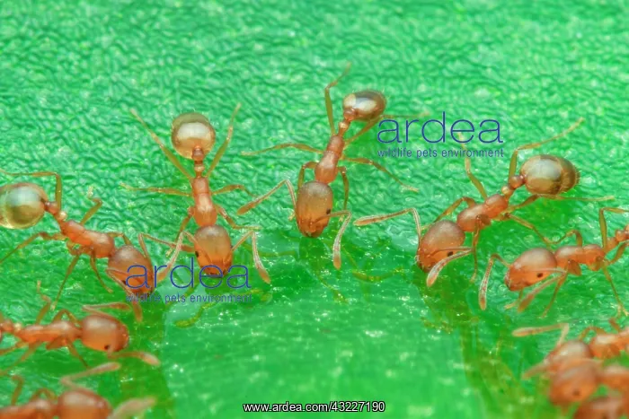 : Rock ants feasting on green leaf, piling on top : Rock ants feasting on green leaf, piling on top