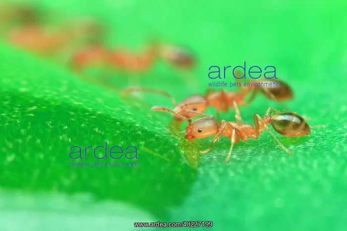  : Rock ants feasting on green leaf, piling on top