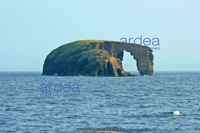 : Rock Arch - Dore Holm, Shetland's most famous rock arch