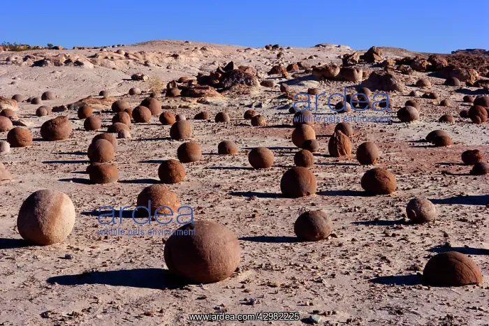 : Rock Balls - prehistoric geological rocks at a : Rock Balls - prehistoric geological rocks at a