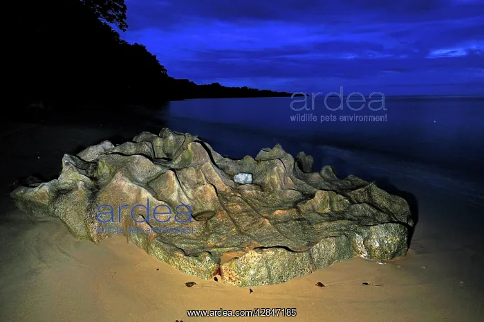 : Rock on the beach in the evening of Masoala National Park : Rock on the beach in the evening of Masoala National Park