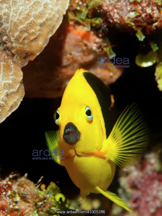: Rock Beauty (Holacanthus tricolor) in front of a : Rock Beauty (Holacanthus tricolor) in front of a