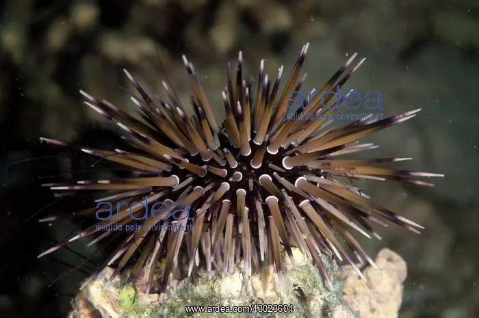  : Rock-boring Urchin on night dive