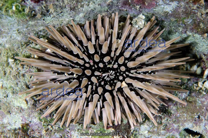 : Rock-boring Urchin - NusaBay Menjangan Hotel house reef, Wes : Rock-boring Urchin - NusaBay Menjangan Hotel house reef, Wes