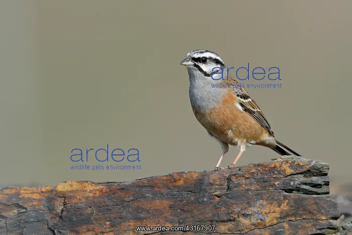: Rock Bunting : Rock Bunting