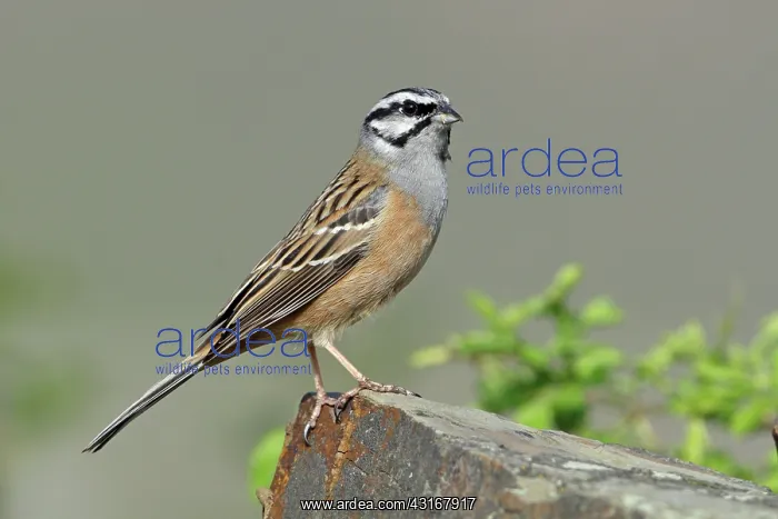 : Rock Bunting : Rock Bunting
