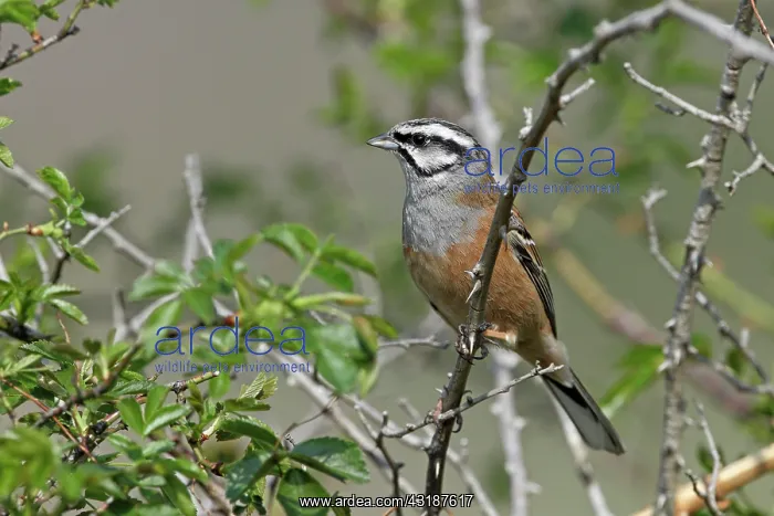: Rock Bunting : Rock Bunting