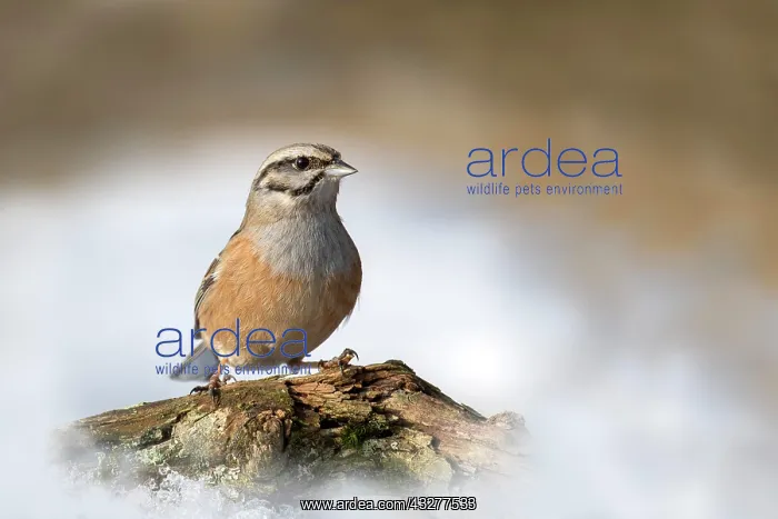 : Rock Bunting (Emberiza cia) sits on a branch in : Rock Bunting (Emberiza cia) sits on a branch in