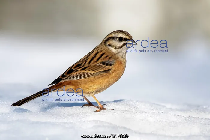 : Rock Bunting (Emberiza cia), sitting on snow-covered : Rock Bunting (Emberiza cia), sitting on snow-covered