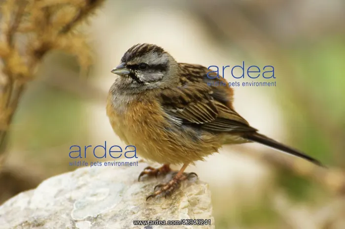 : Rock Bunting - female, February : Rock Bunting - female, February