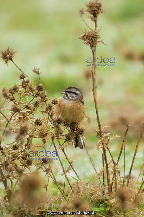 : Rock Bunting - female, February : Rock Bunting - female, February
