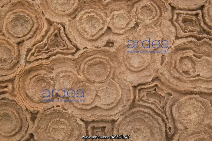 : Rock - Calcium Carbonate : Rock - Calcium Carbonate